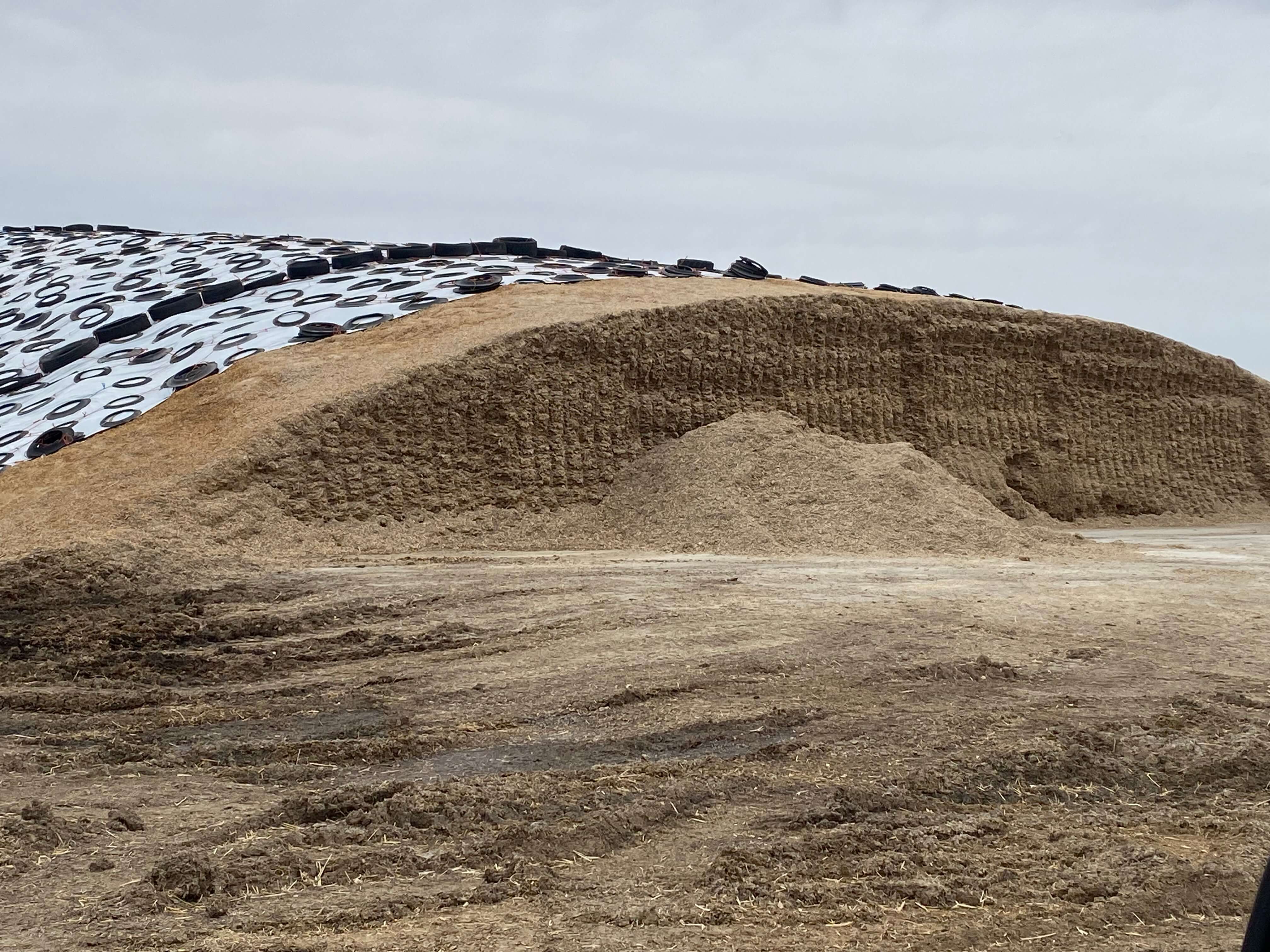 Silage Treated with Forage Guardian Ultimate