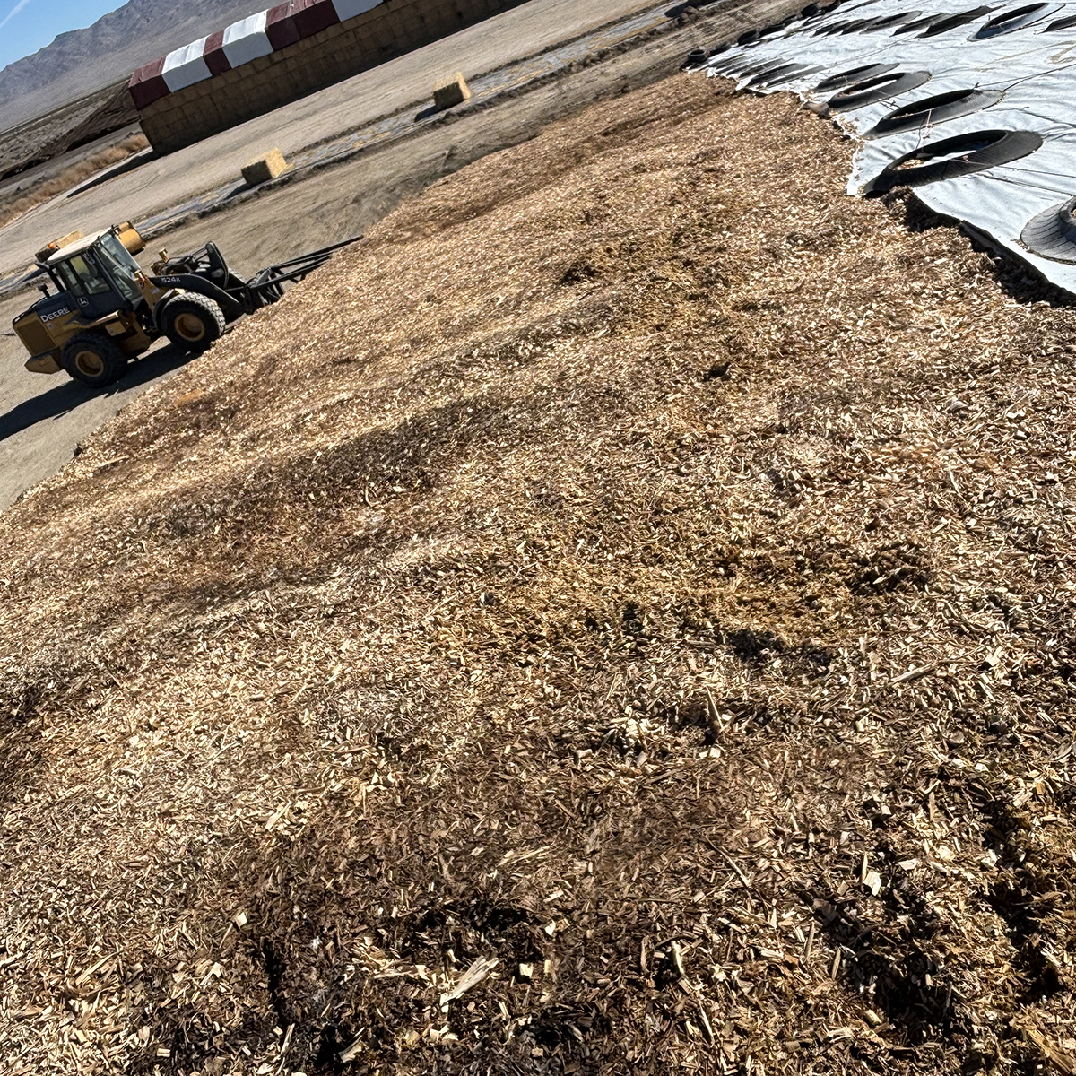 Untreated North Side of Silage Pile