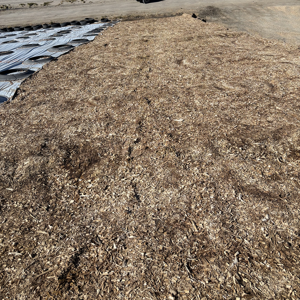 South Side of Silage Pile-FGU TREATED